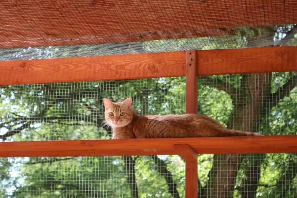 cętkowany kot wyciągający łapkę w stronę aparatu