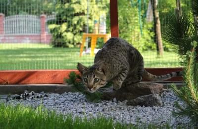 przyczajony na kamieniu cętkowany kot