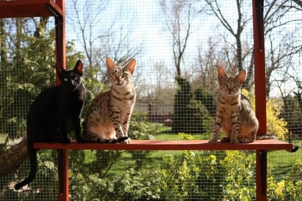 trzy siedzące na półce kotiery koty