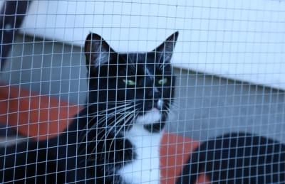 biało-czarny kot z zainteresowaniem spoglądający na świat z wnętrza kotiery