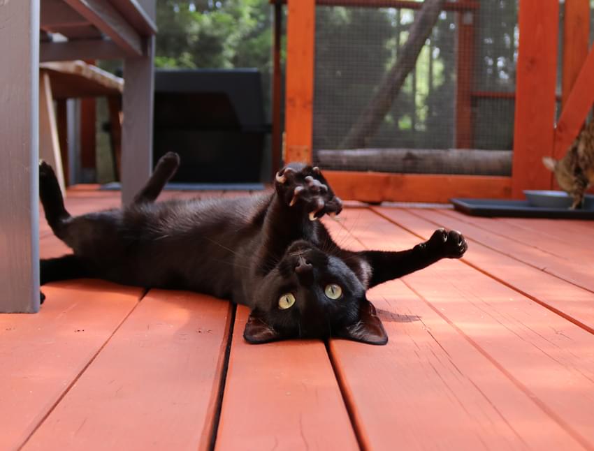 biało-czarny kot z zainteresowaniem spoglądający na świat z wnętrza kotiery