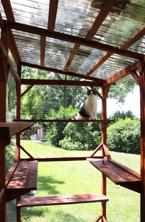 Kot siedzący na najwyższej półce kotiery wysyłkowej