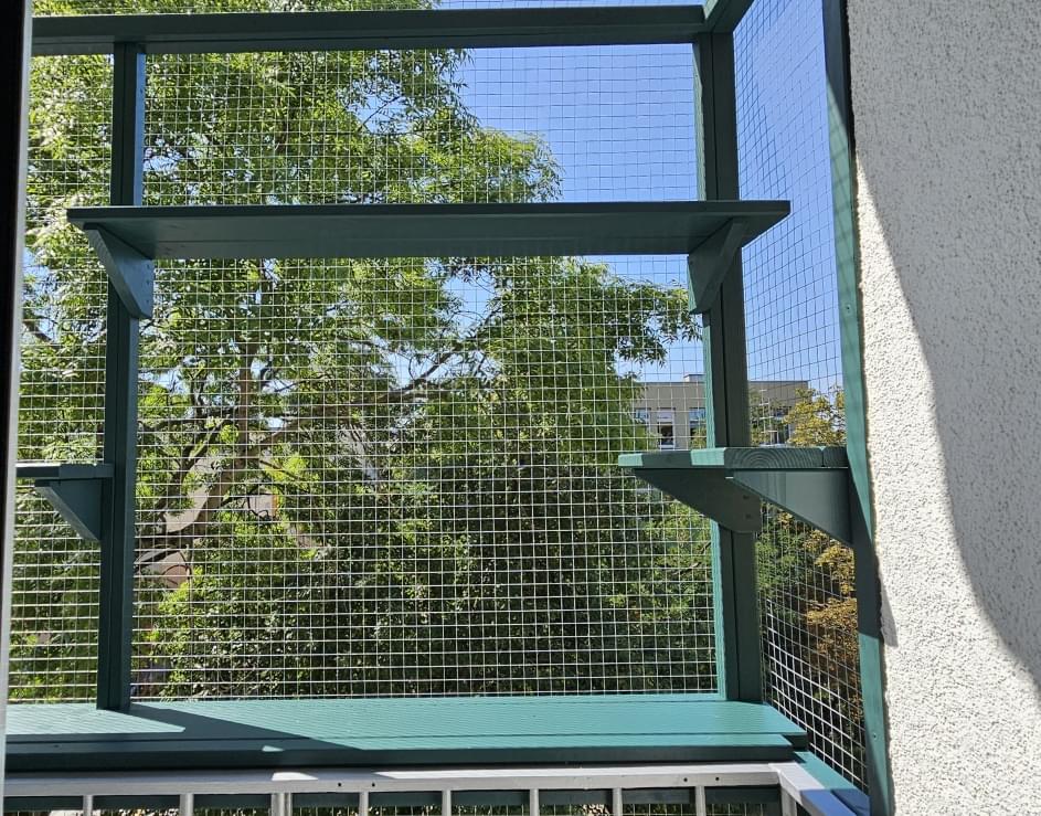 kot wspinający się po słupku we wnętrzu woliery