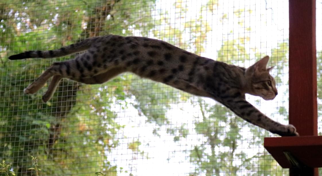 kot przeskakujący z jednaj półki na