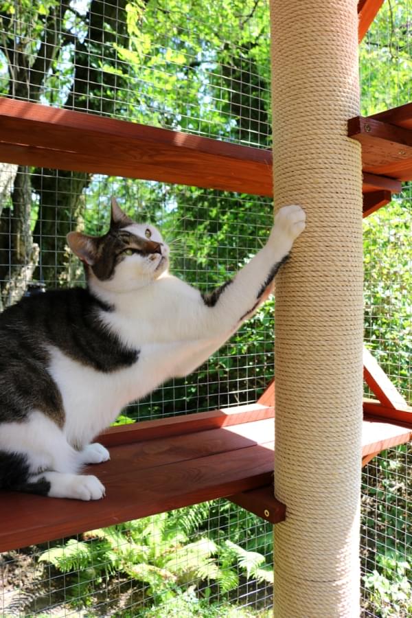 biało-bury kot stojący na półce kotiery